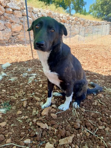 Splendida simil Labrador WINDY | Foto 5