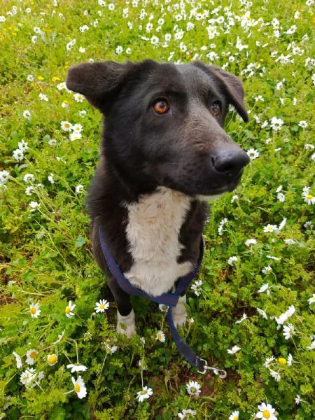 Splendida simil Labrador WINDY | Foto 4