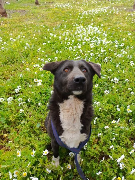 Splendida simil Labrador WINDY