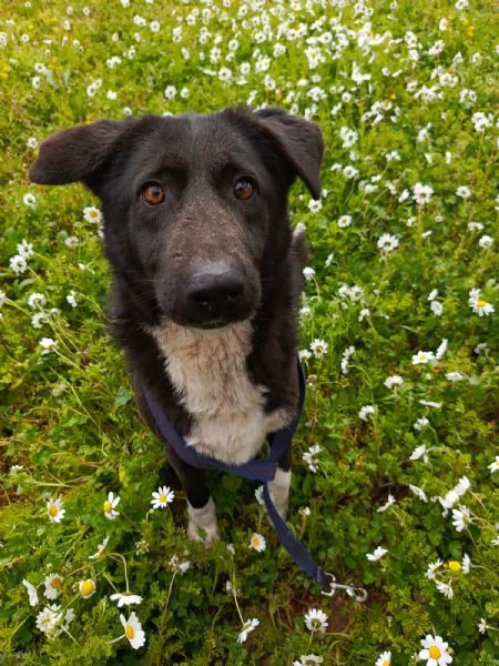 Splendida simil Labrador WINDY | Foto 3