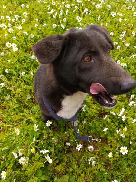 Splendida simil Labrador WINDY | Foto 1