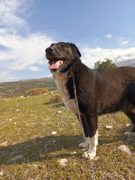 Splendida simil Labrador WINDY