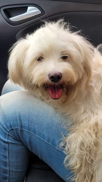 Splendida maltese  LUNA | Foto 4