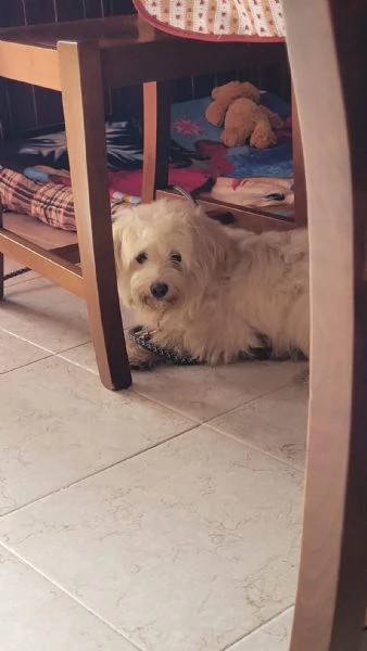 Splendida maltese  LUNA | Foto 2