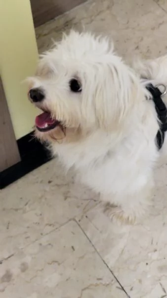 Splendida maltese  LUNA | Foto 1