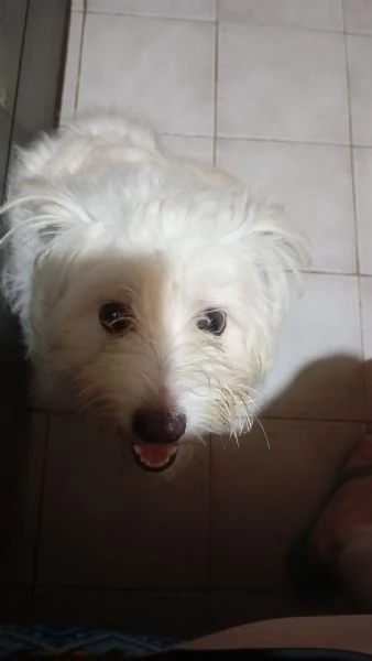 Splendida maltese  LUNA