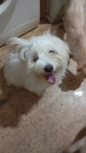 Splendida maltese  LUNA | Foto 2