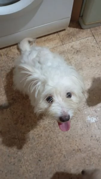 Splendida maltese  LUNA | Foto 1