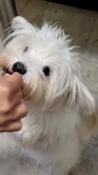Splendida maltese  LUNA | Foto 0