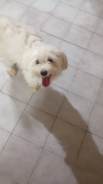 Splendida maltese  LUNA | Foto 0
