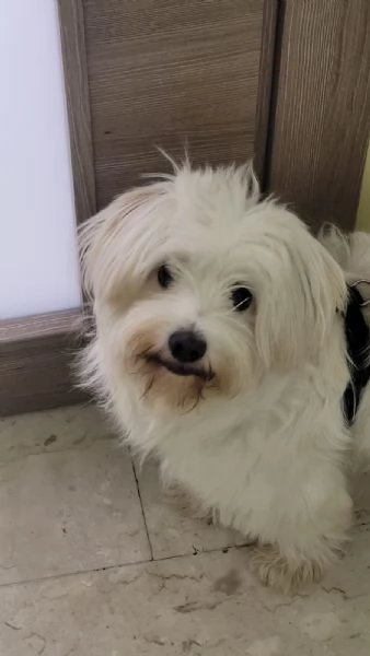 Splendida maltese  LUNA