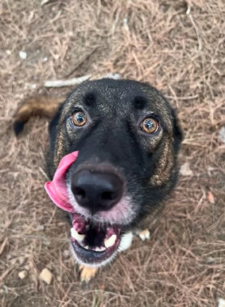 Splendida simil Pastore del Caucaso  CARRIE