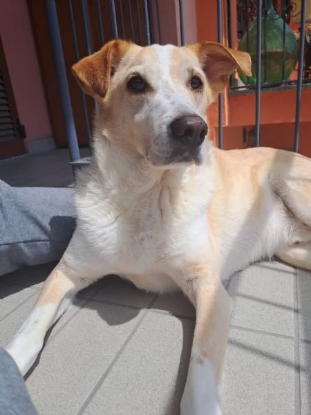 Splendido meticcio  CHARLIE | Foto 6