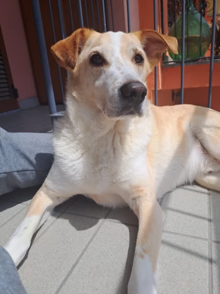 Splendido meticcio  CHARLIE