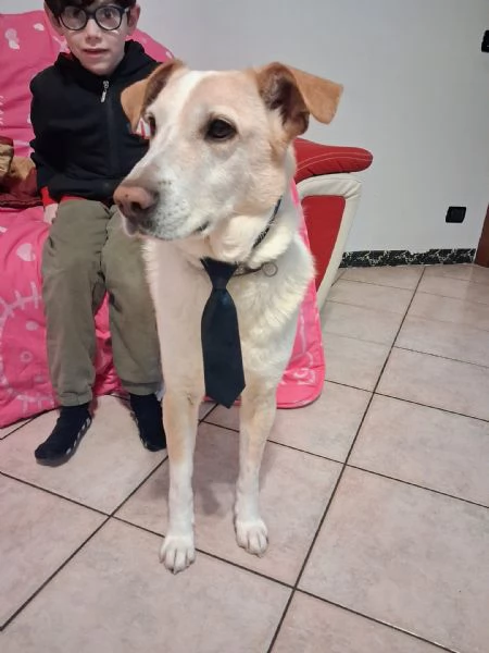 Splendido meticcio  CHARLIE | Foto 5