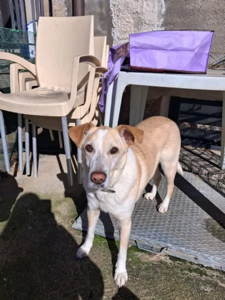 Splendido meticcio  CHARLIE | Foto 4