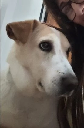 Splendido meticcio  CHARLIE | Foto 3