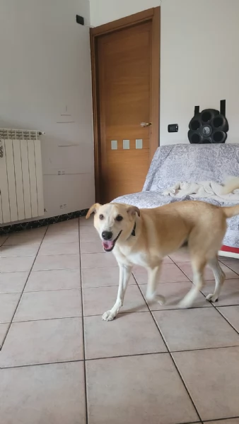 Splendido meticcio  CHARLIE | Foto 4