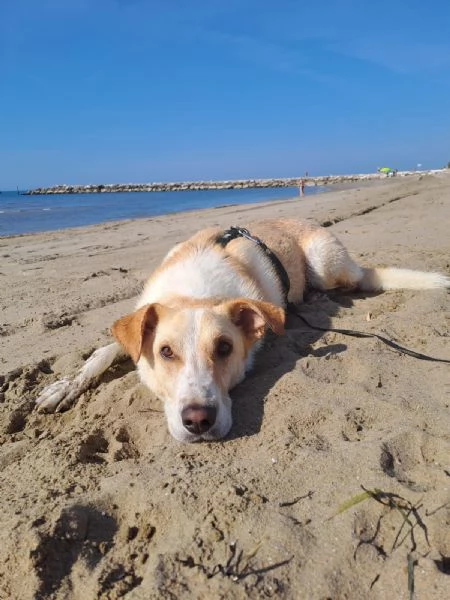 Splendido meticcio  CHARLIE | Foto 4