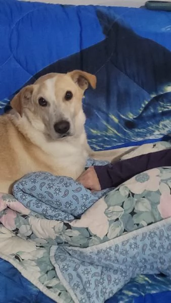 Splendido meticcio  CHARLIE | Foto 2