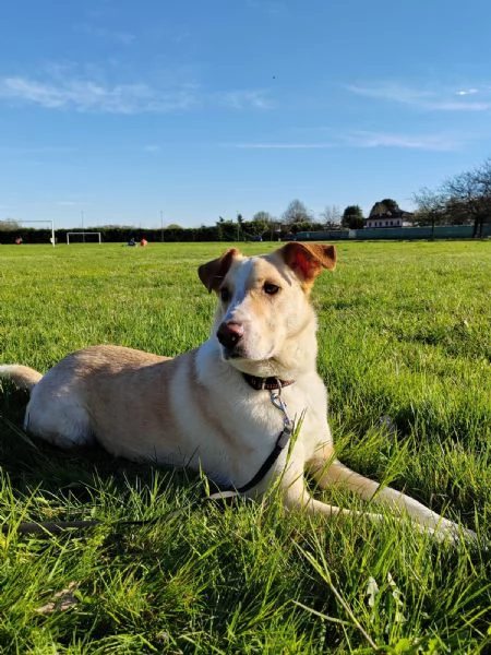 Splendido meticcio  CHARLIE | Foto 3