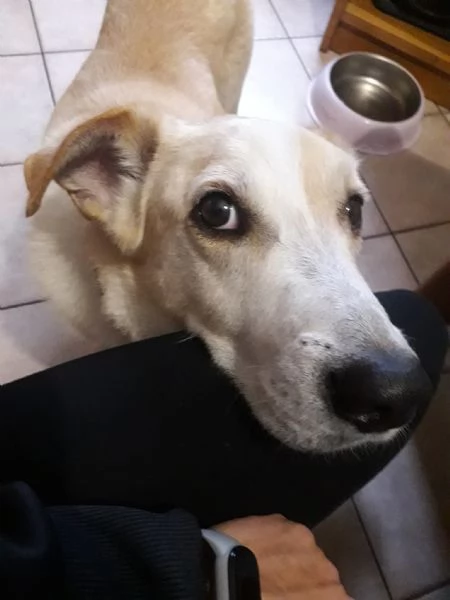 Splendido meticcio  CHARLIE