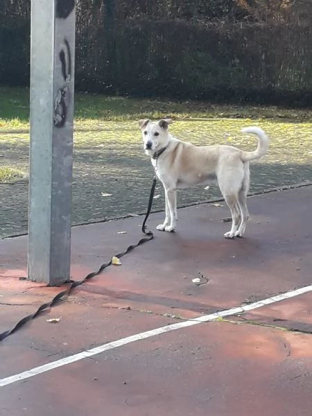 Splendido meticcio  CHARLIE | Foto 2