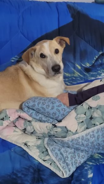 Splendido meticcio  CHARLIE