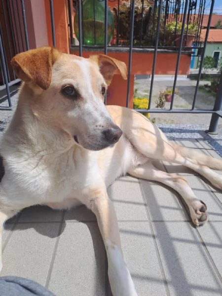 Splendido meticcio  CHARLIE | Foto 1