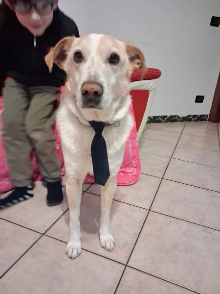 Splendido meticcio  CHARLIE | Foto 0