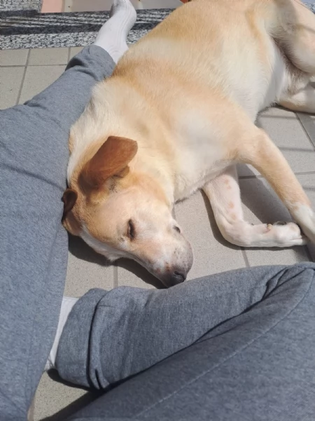 Splendido meticcio  CHARLIE | Foto 0
