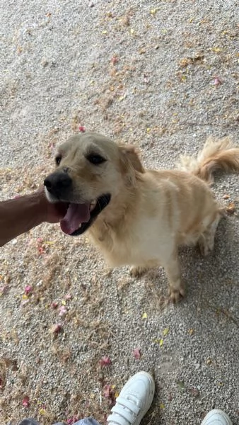 Splendido Golden Retreiver  | Foto 6