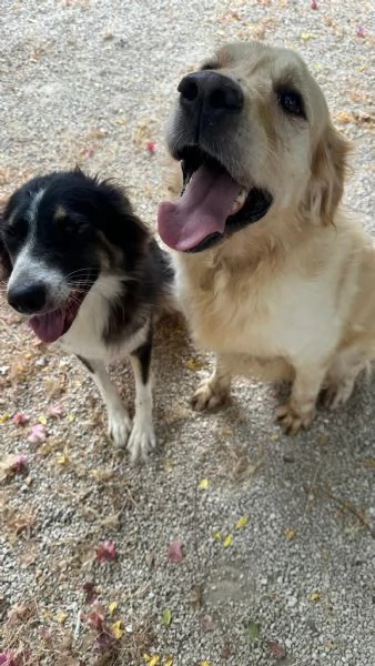 Splendido Golden Retreiver  | Foto 5