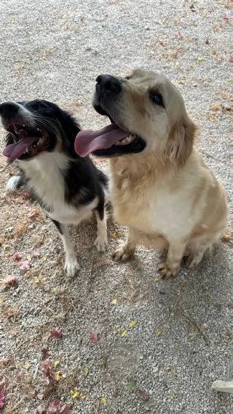 Splendido Golden Retreiver  | Foto 4