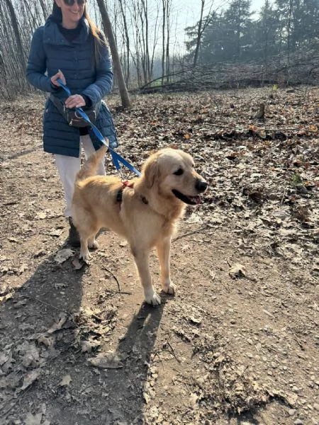 Casper un Golden Retriever bello da impazzire | Foto 6