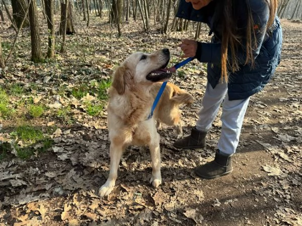 Casper un Golden Retriever bello da impazzire | Foto 5