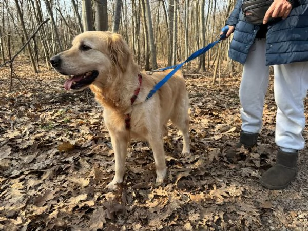 Casper un Golden Retriever bello da impazzire | Foto 5