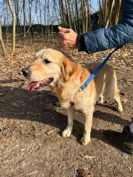 Casper un Golden Retriever bello da impazzire | Foto 4