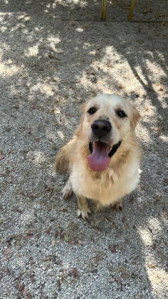Splendido Golden Retreiver  | Foto 3
