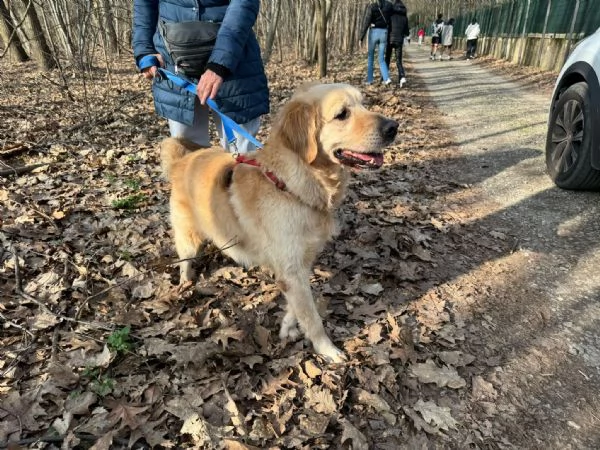 Casper un Golden Retriever bello da impazzire | Foto 3