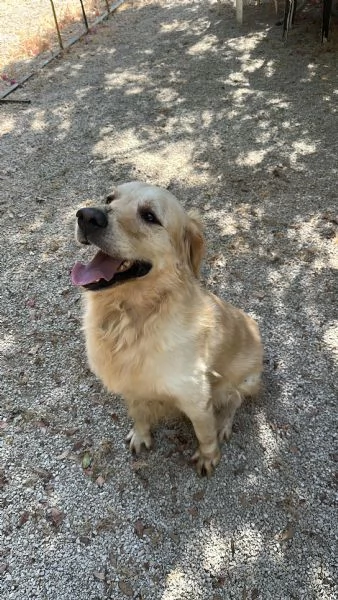Splendido Golden Retreiver  | Foto 2