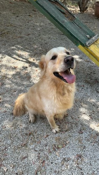Splendido Golden Retreiver 
