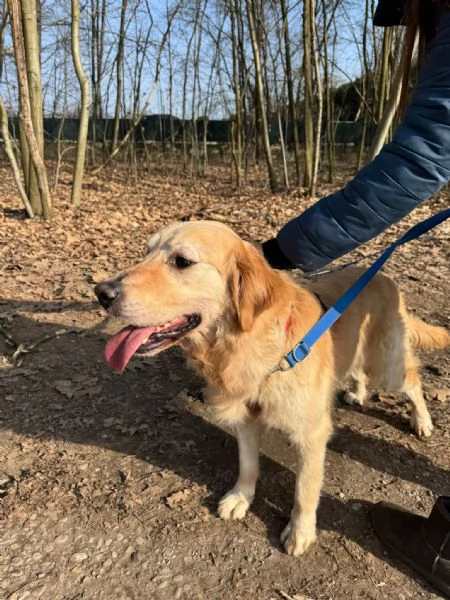 Casper un Golden Retriever bello da impazzire | Foto 1