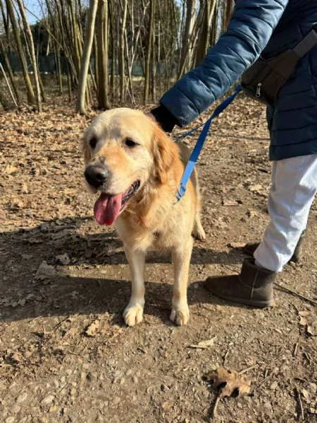 Casper un Golden Retriever bello da impazzire