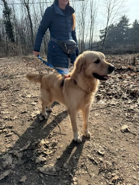 Casper un Golden Retriever bello da impazzire | Foto 0