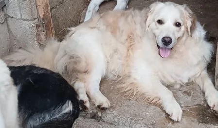 Splendido Golden Retreiver  NOUR | Foto 4