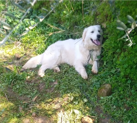 Splendido Golden Retreiver  NOUR