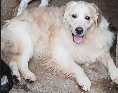 Splendido Golden Retreiver  NOUR | Foto 3