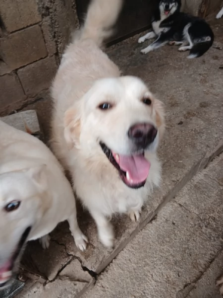 Splendido Golden Retreiver  NOUR | Foto 2