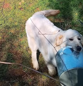 Splendido Golden Retreiver  NOUR | Foto 1